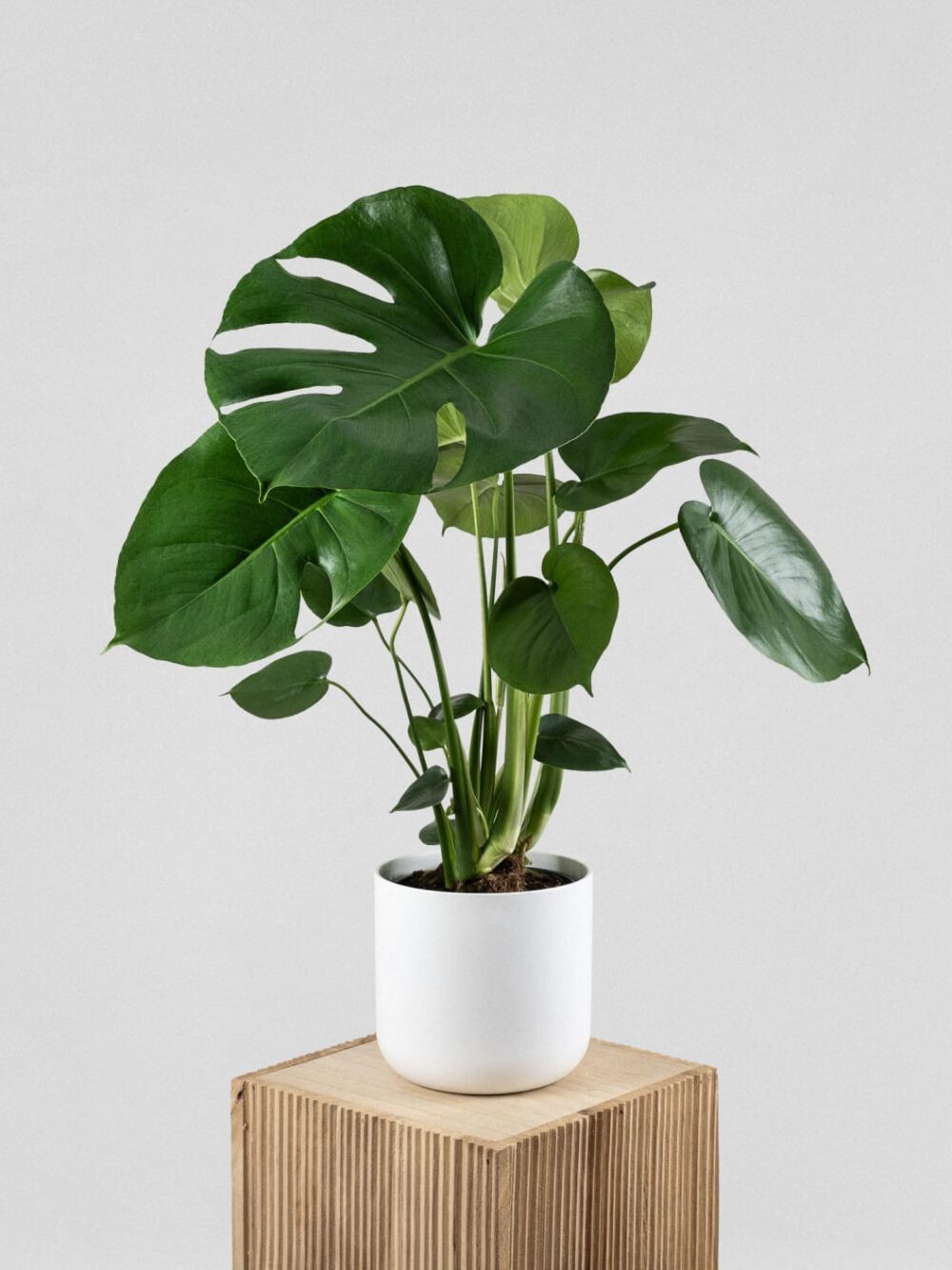 monstera deliciosa