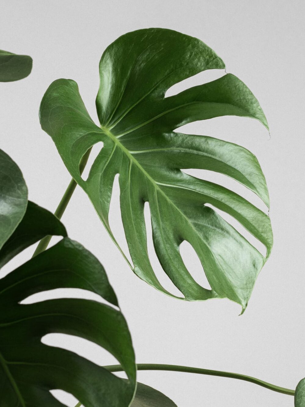 Monstera Deliciosa - Imagen 2
