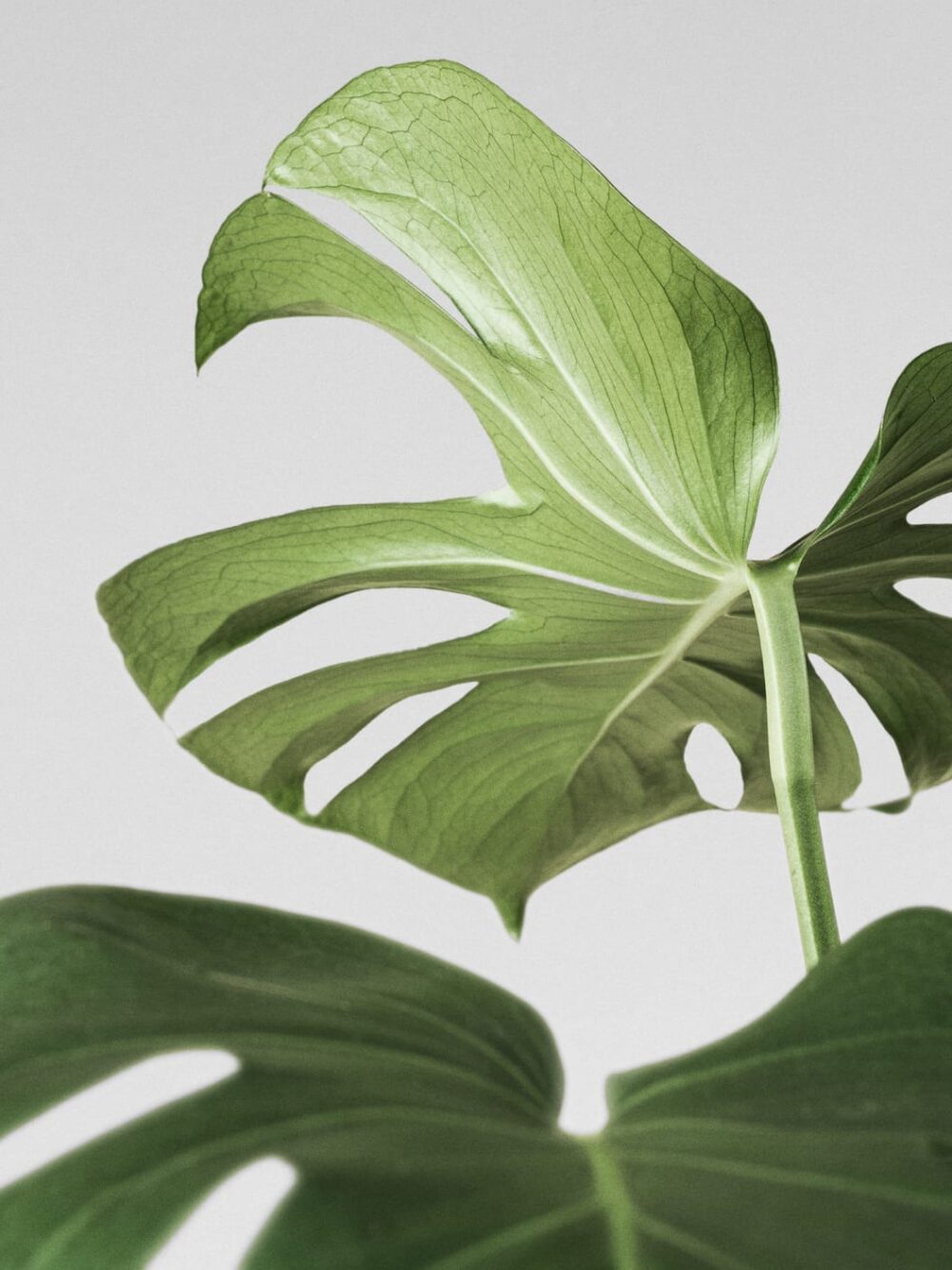 Monstera Deliciosa - Imagen 3