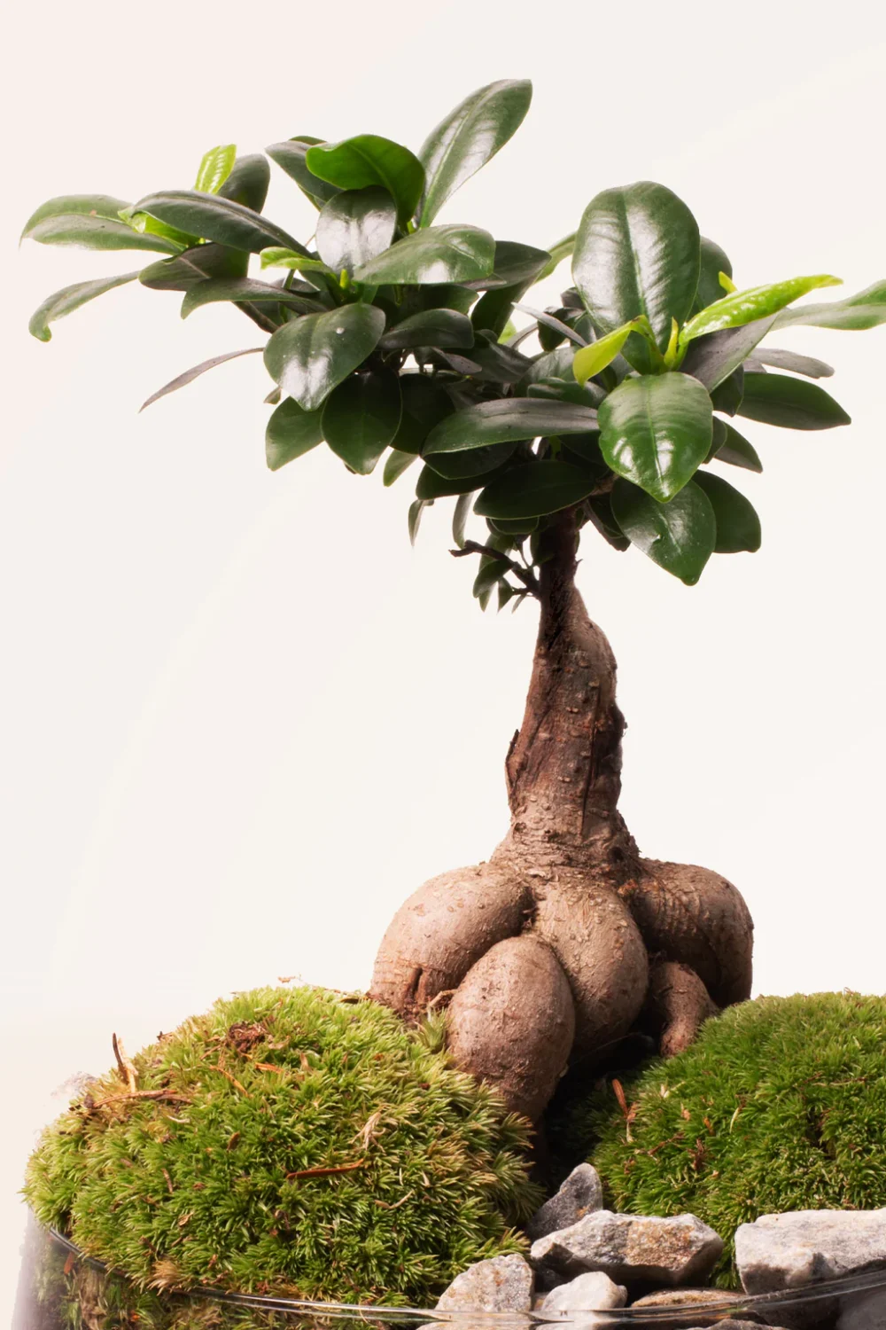 Bonsái Ficus Ginseng Garden - Imagen 2