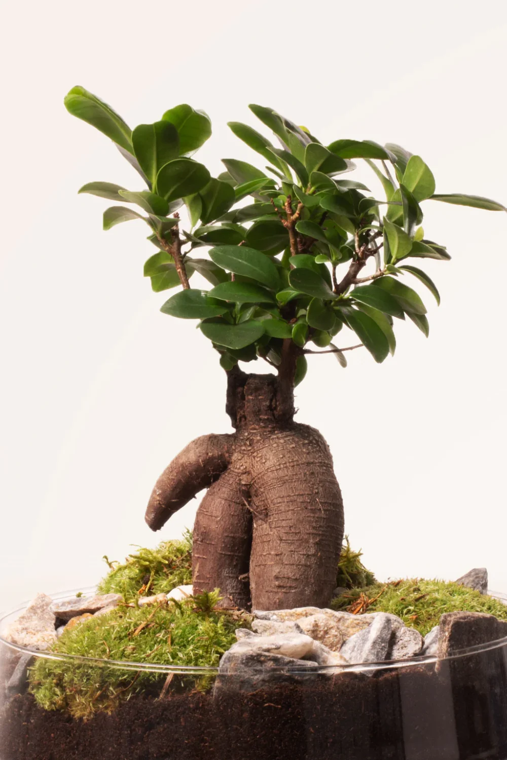 Bonsái Ficus Ginseng Garden - Imagen 3