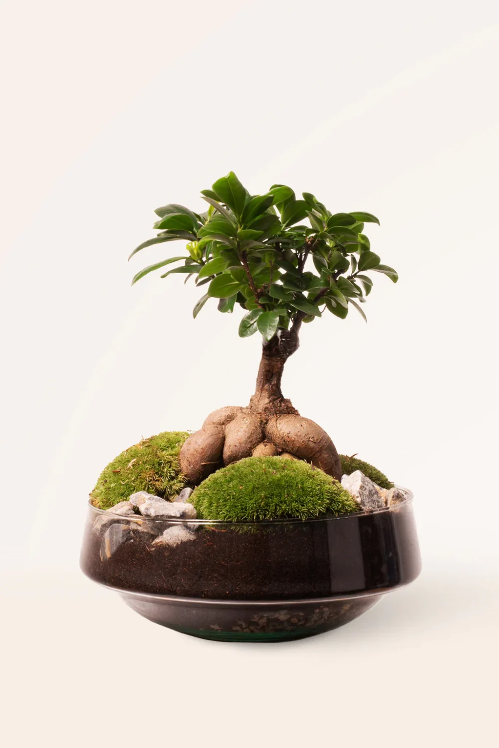 Bonsái Ficus Ginseng Garden
