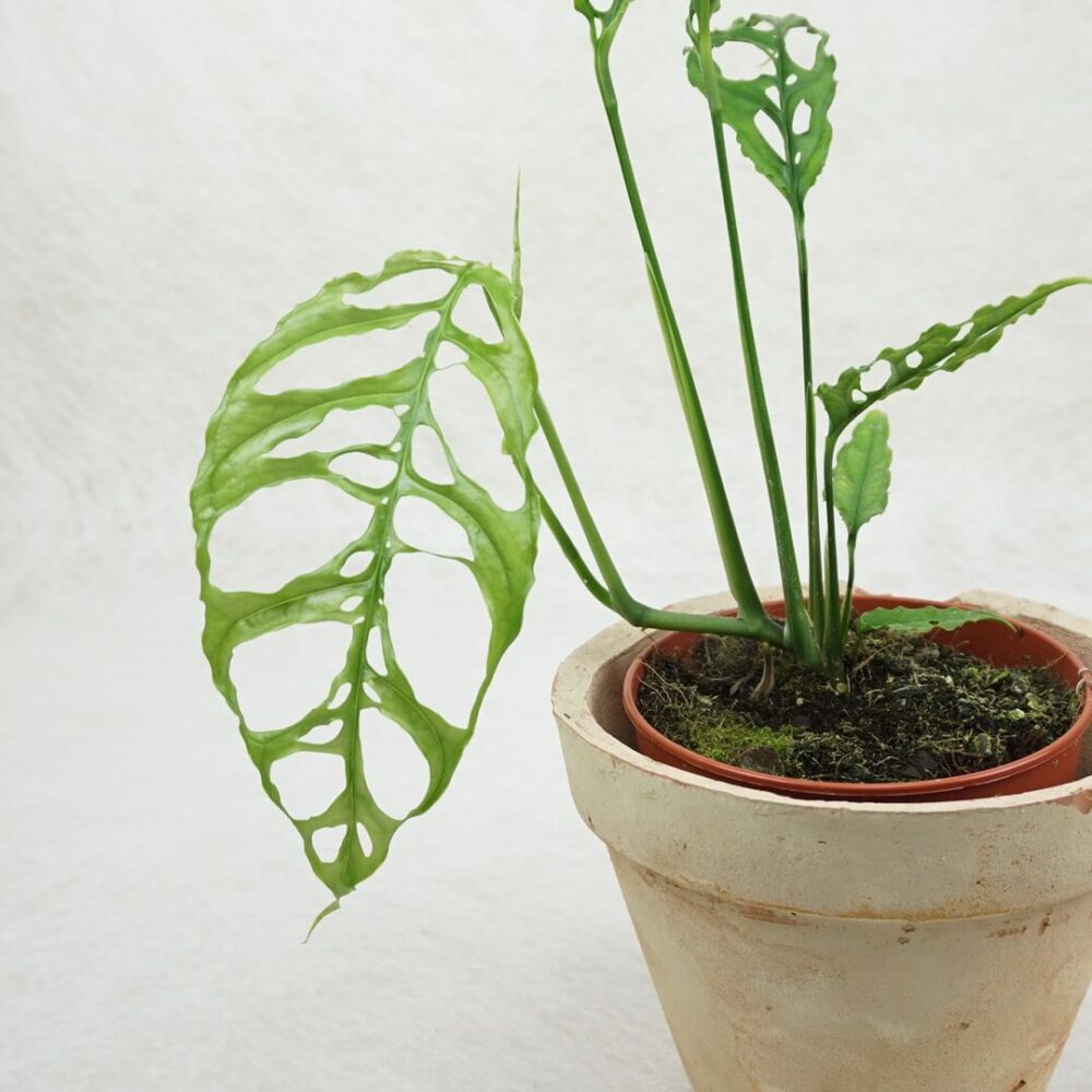 Monstera Obliqua - Imagen 2