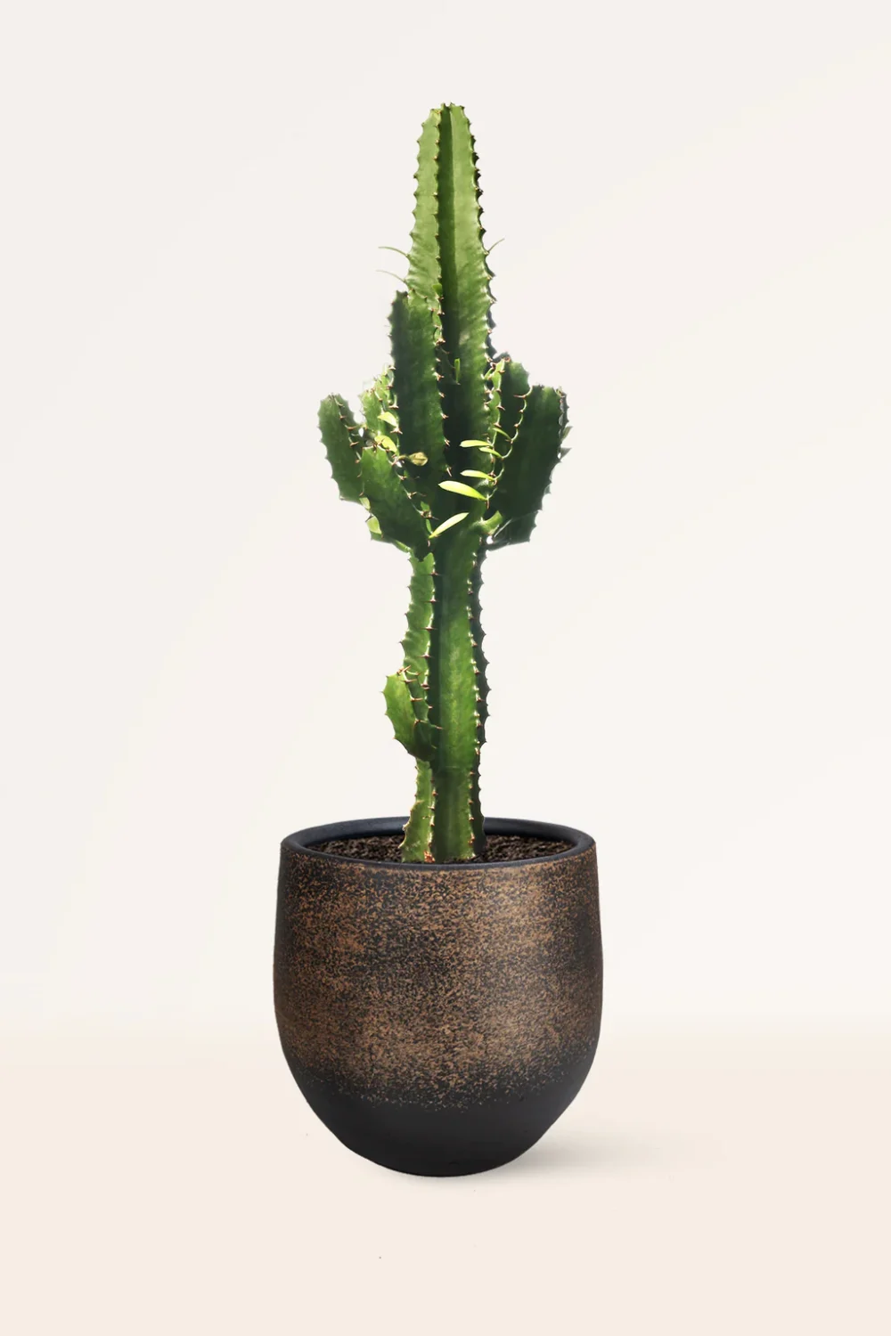 Maceta Cactus Euphorbia Eritrea
