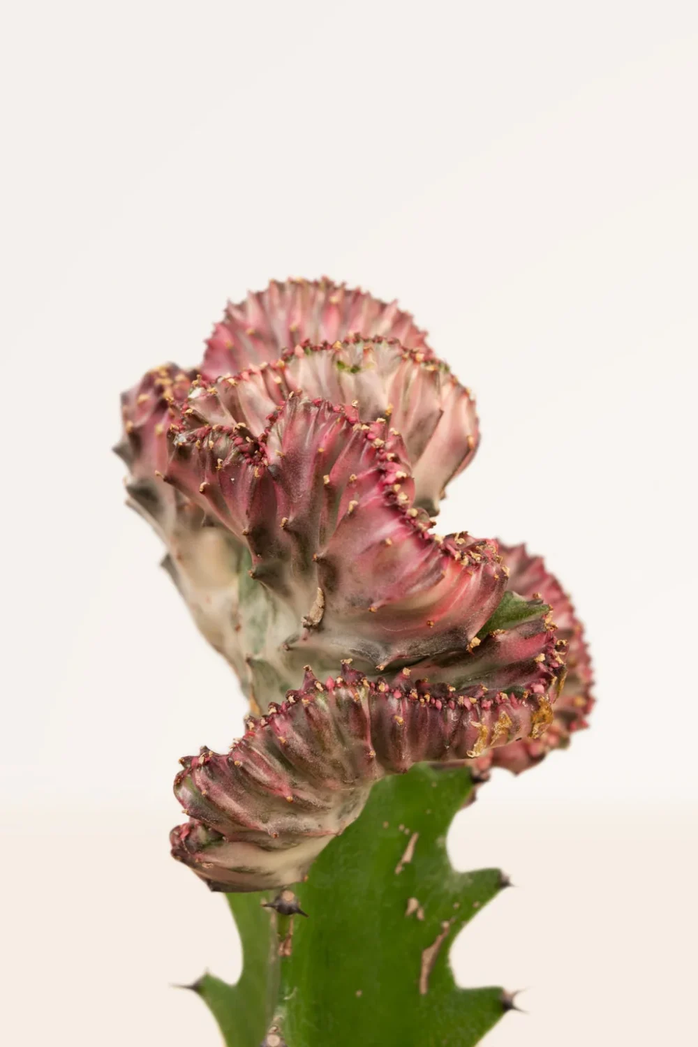 Maceta Cactus Euphorbia Lactea Cristata - Imagen 2