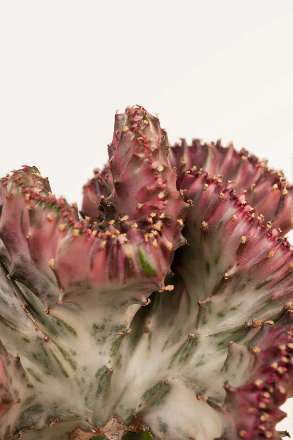 Maceta Cactus Euphorbia Lactea Cristata - Imagen 3
