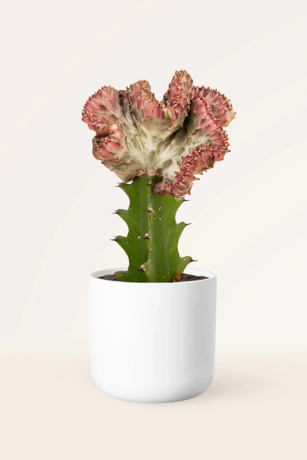 Maceta Cactus Euphorbia Lactea Cristata