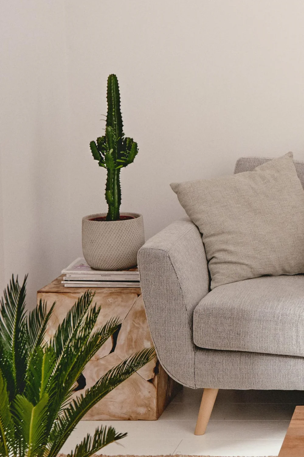 Maceta Cactus Euphorbia Eritrea - Imagen 2