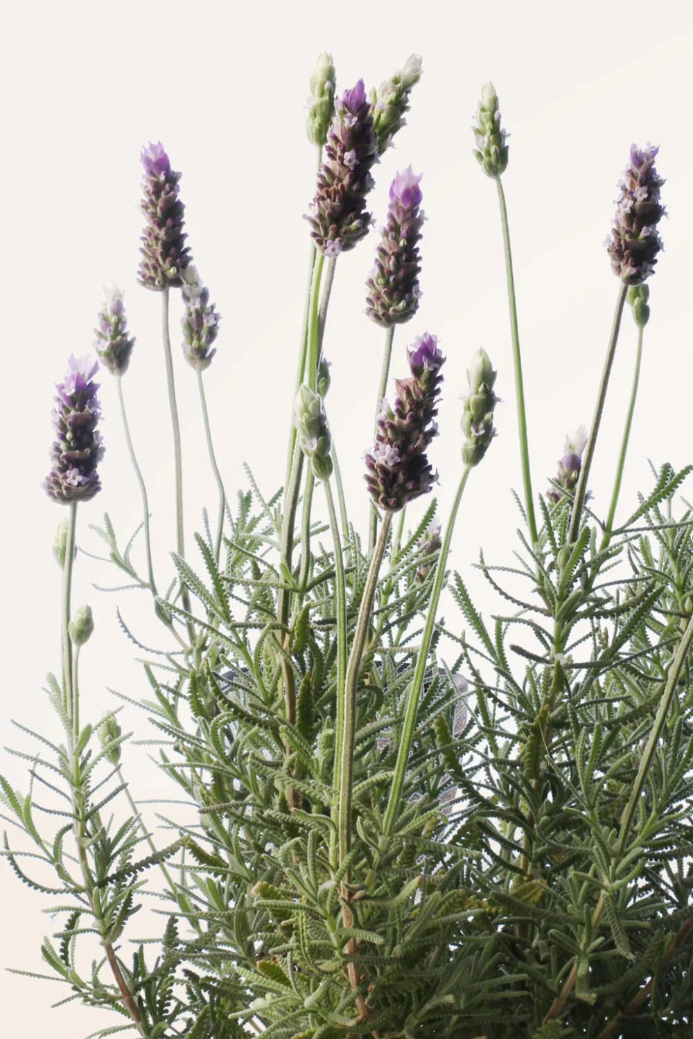 Lavanda Dentata - Imagen 2