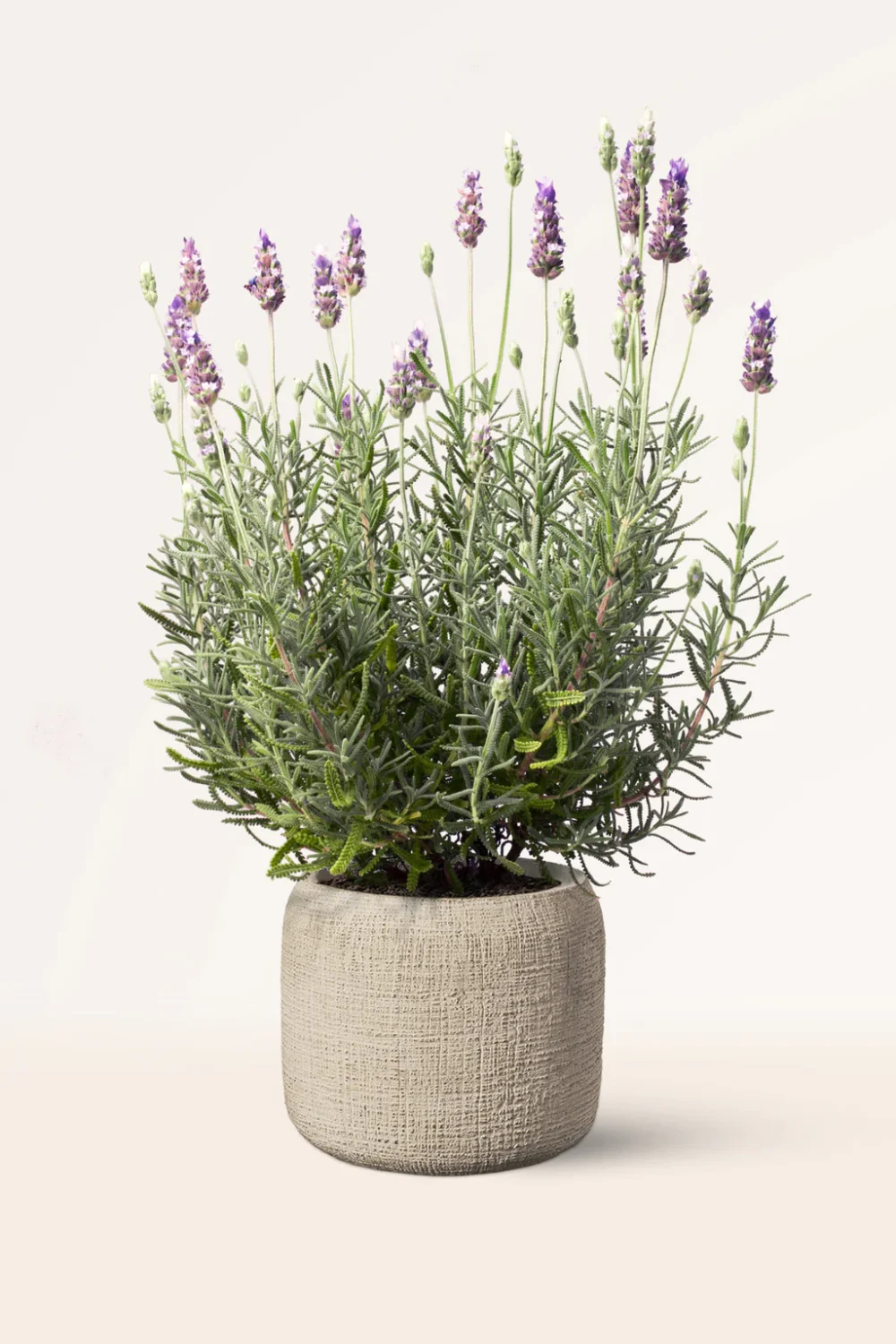 Lavanda Dentata