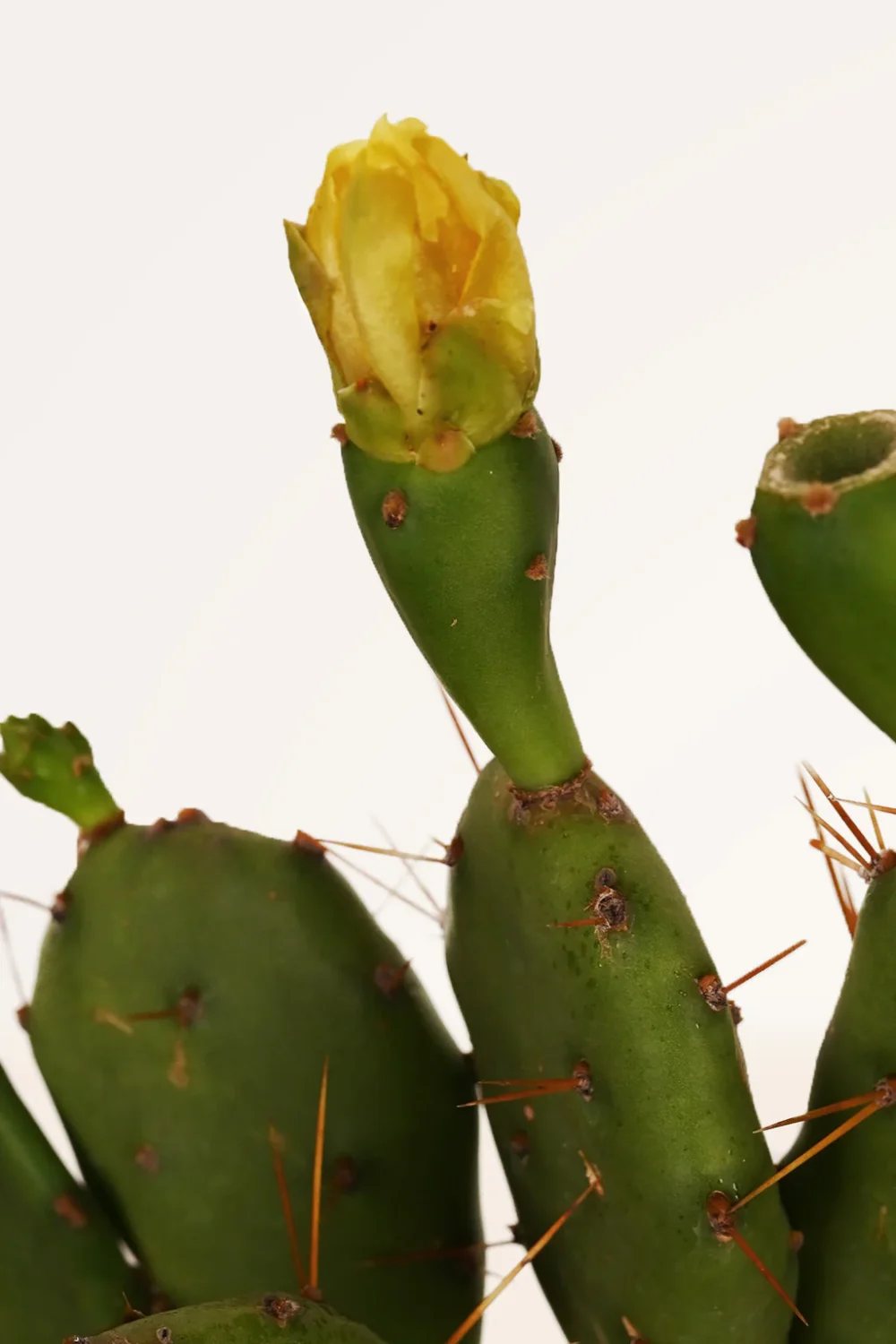 Maceta Cactus Opuntia Vulgaris - Imagen 2