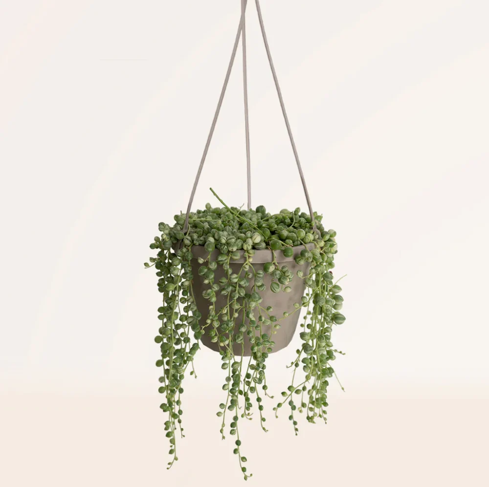 Suculenta Colgante Senecio Rowleyanus Variegata