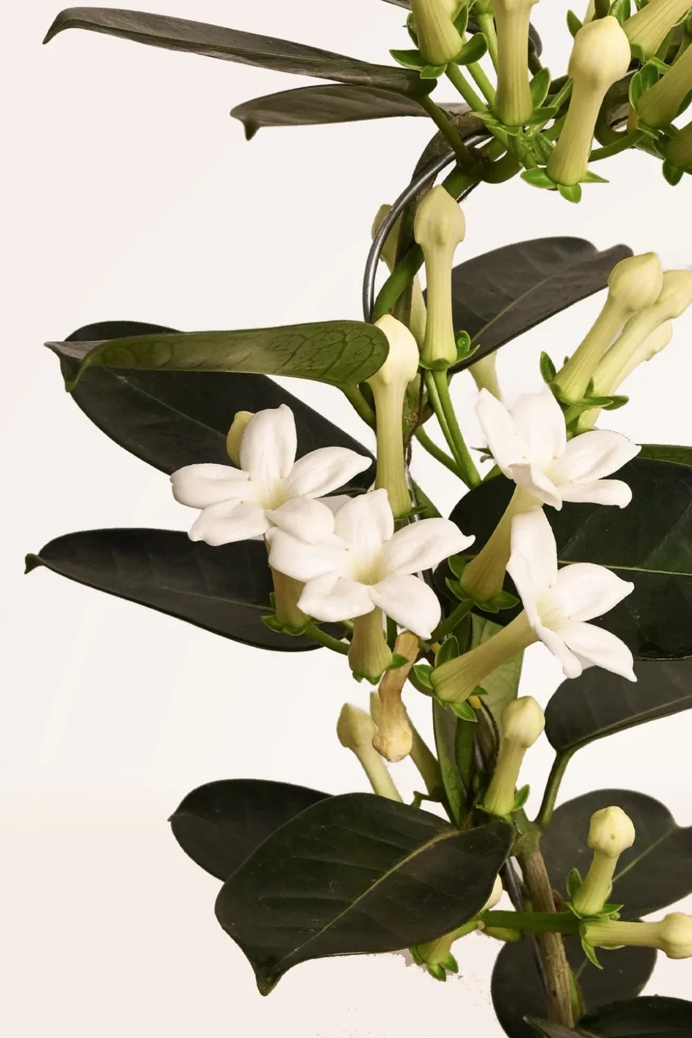 Jazmín de Madagascar - Imagen 2