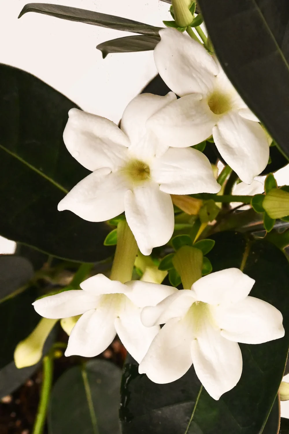 Jazmín de Madagascar - Imagen 3