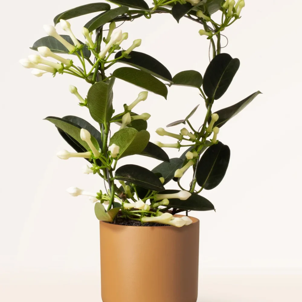 Jazmín de Madagascar
