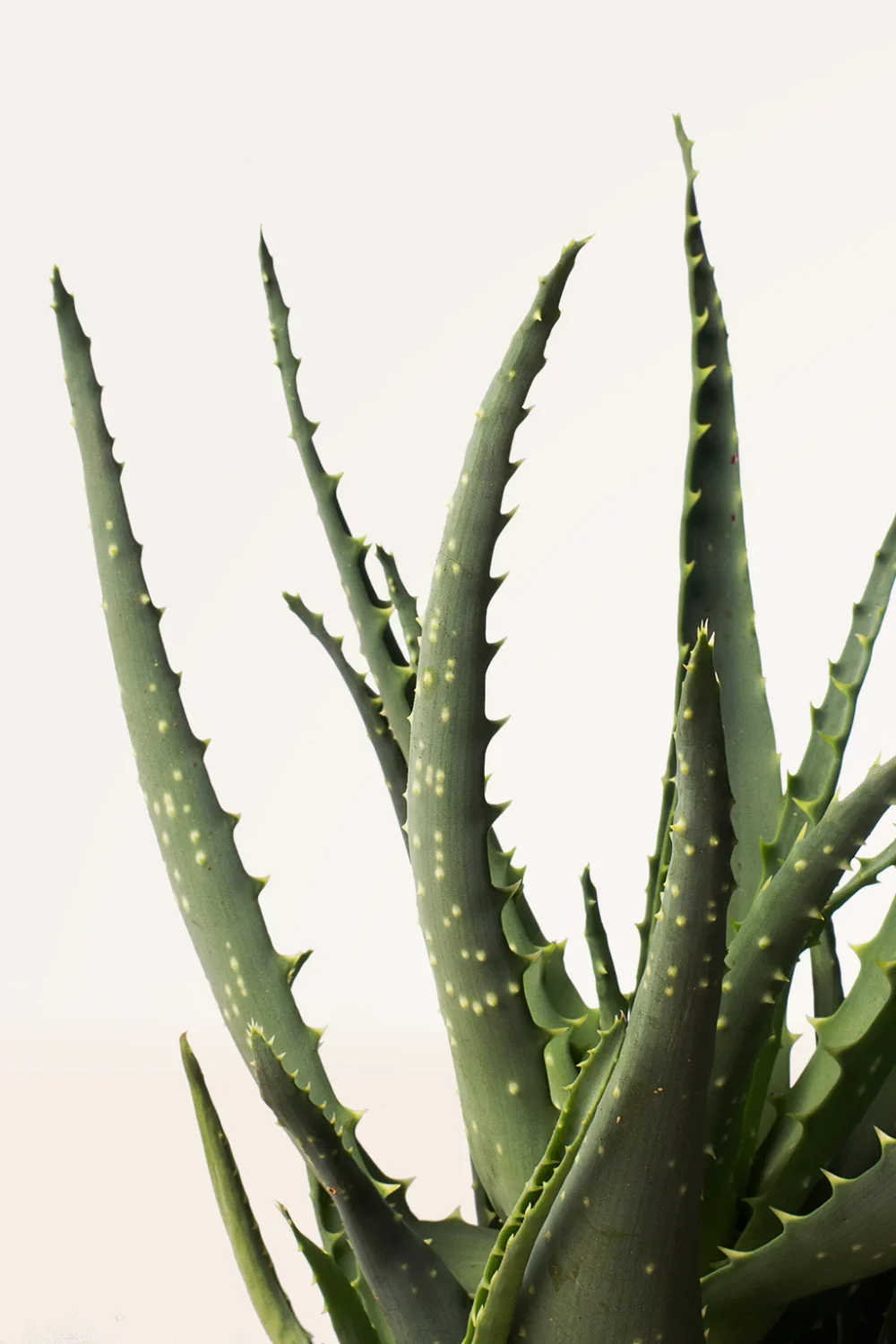 Maceta Aloe Vera Arborescens - Imagen 2