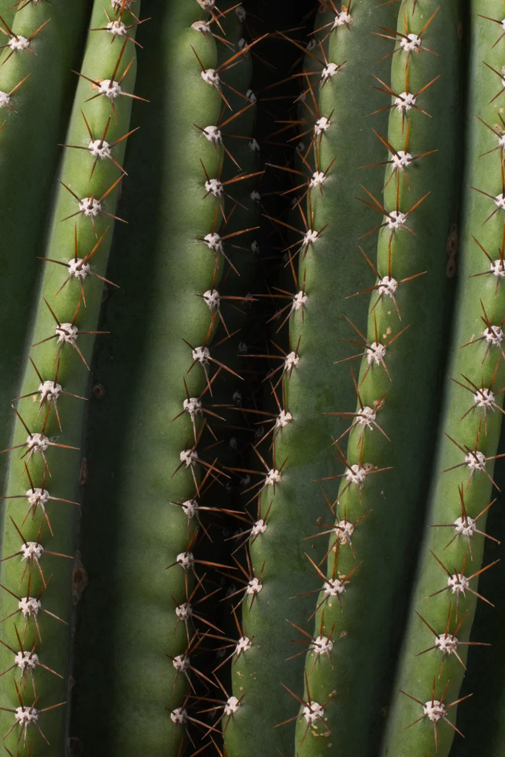 Maceta Cactus Cereus Jamacaru - Imagen 2