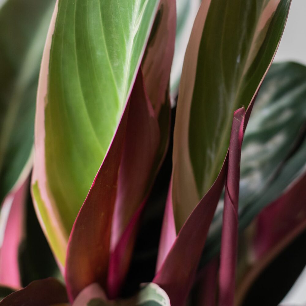 Maceta Calathea Triostar - Imagen 2