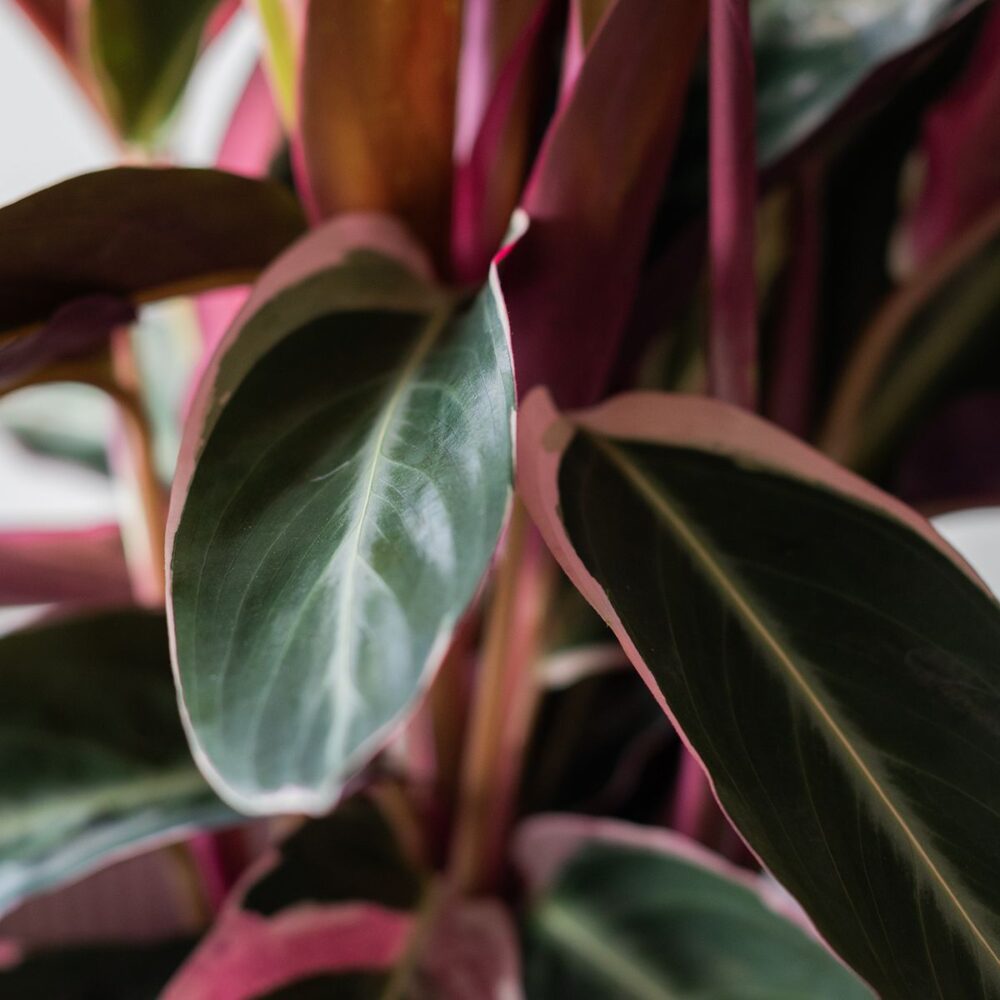 Maceta Calathea Triostar - Imagen 3