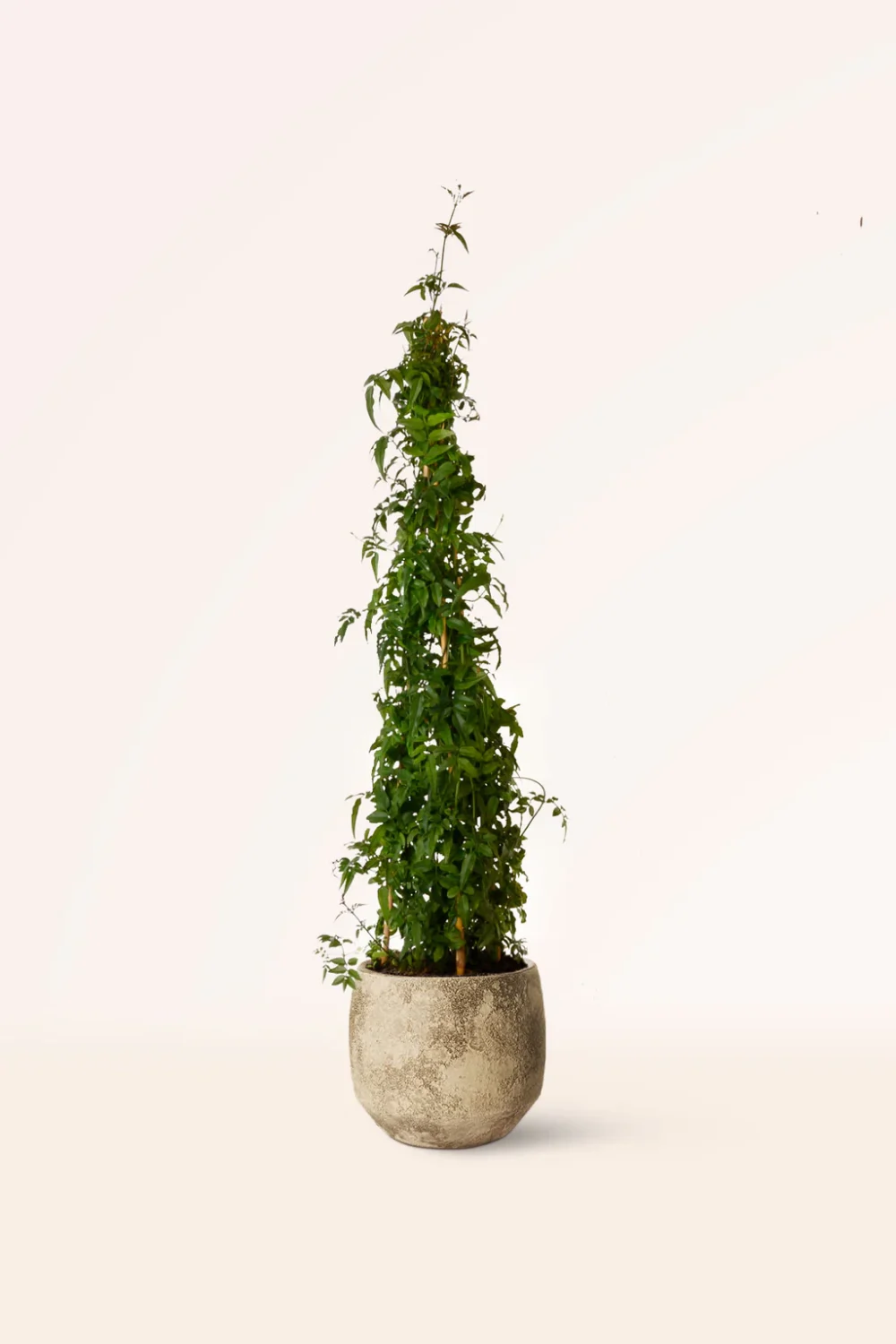 Maceta Jazmín Polyanthum