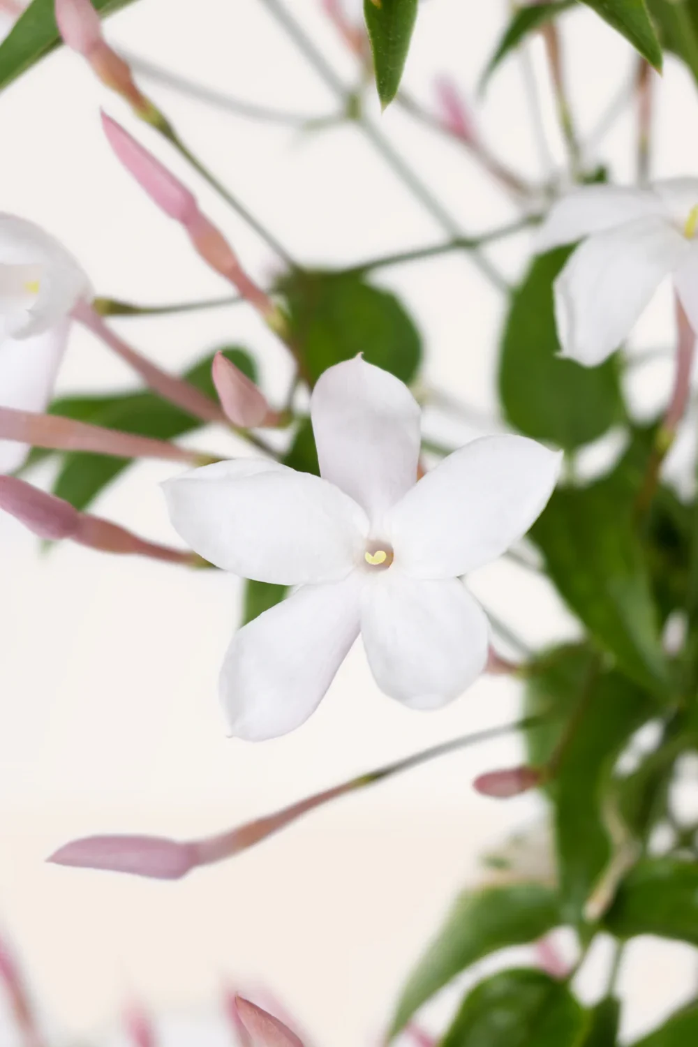 Maceta Jazmín Polyanthum - Imagen 4