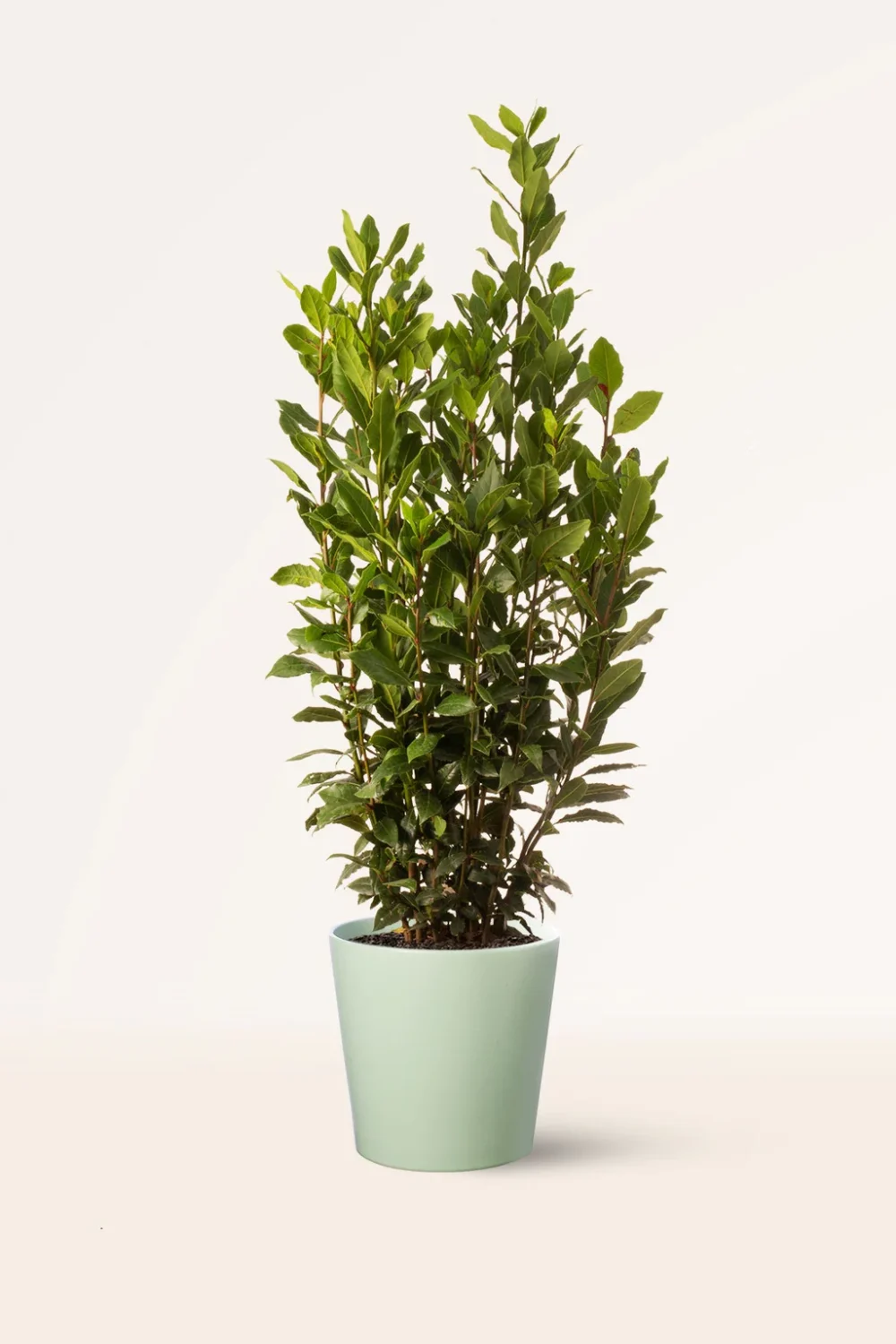 Laurel
