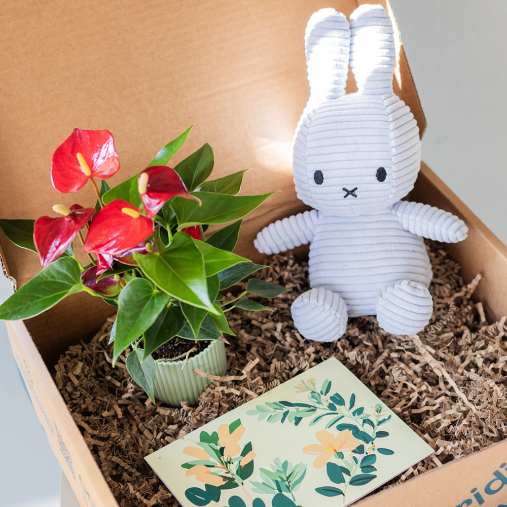 Pack Mini Miffy | Maceta, Peluche y Tarjeta - Imagen 2