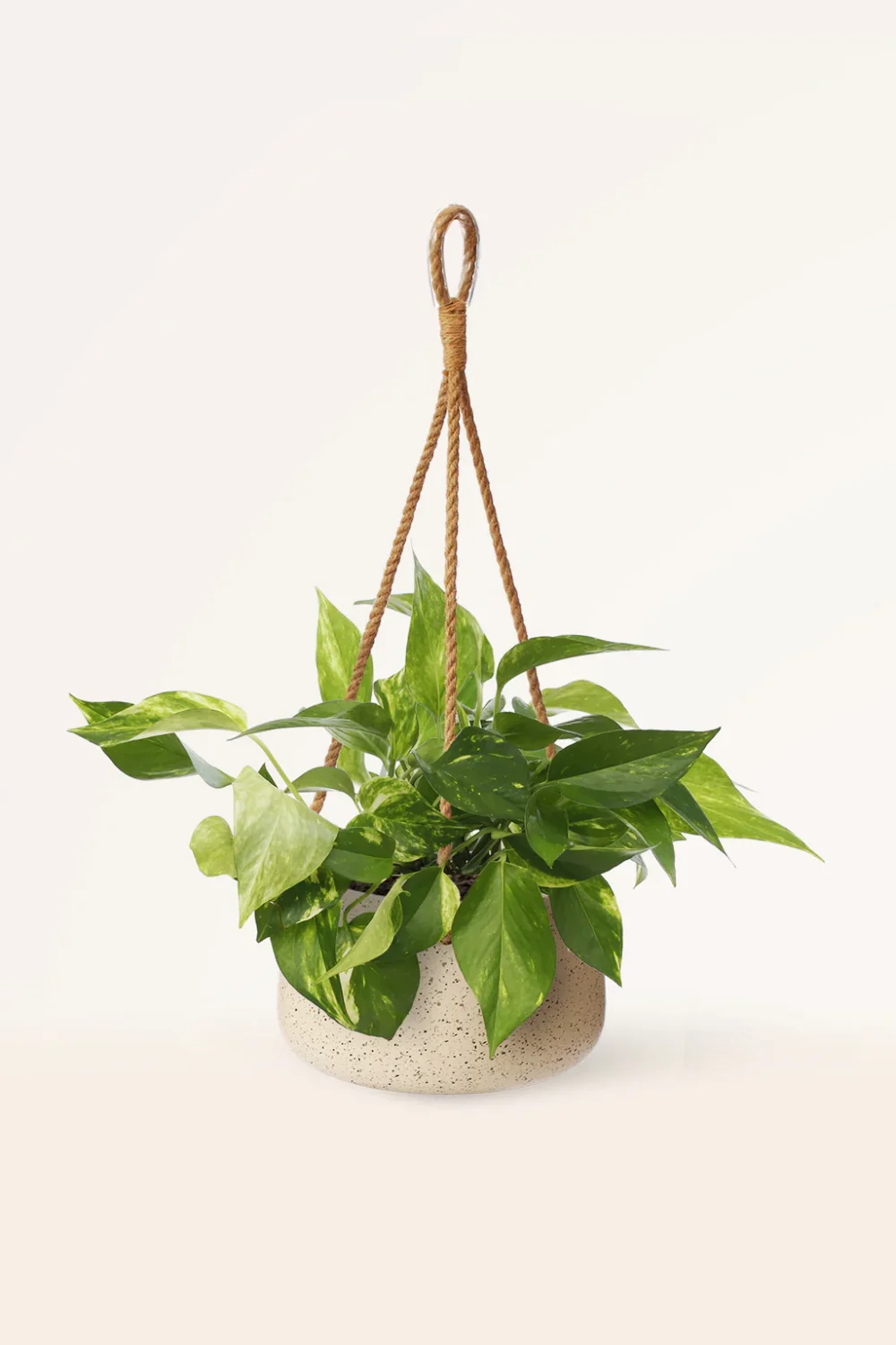 Colgante Pothos
