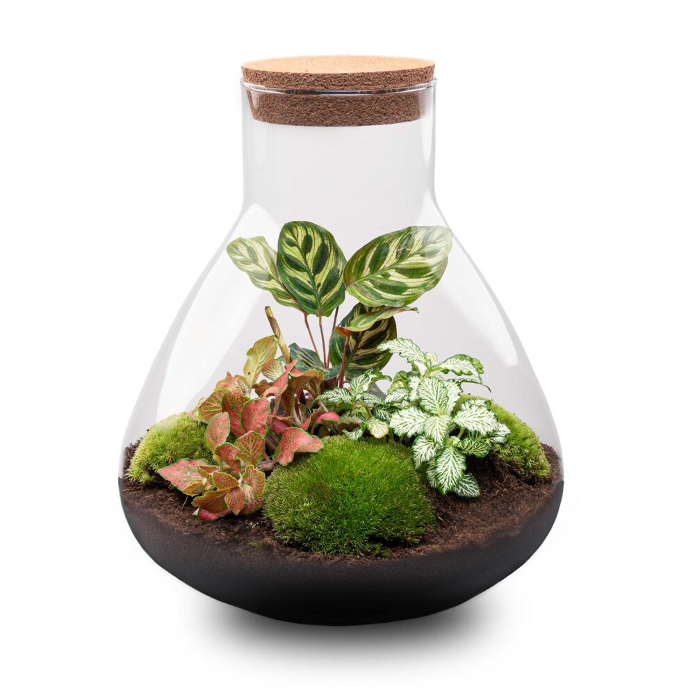 Taller Online | Terrarios Botánicos - Imagen 2