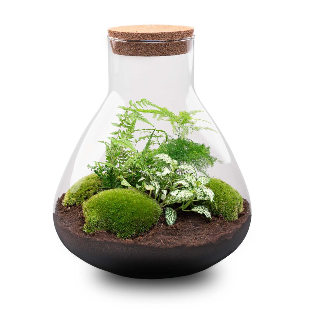 Taller Online | Terrarios Botánicos - Imagen 3
